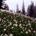 Avalanche-lilies-E-2