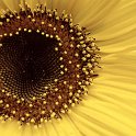 sunflowerblackP